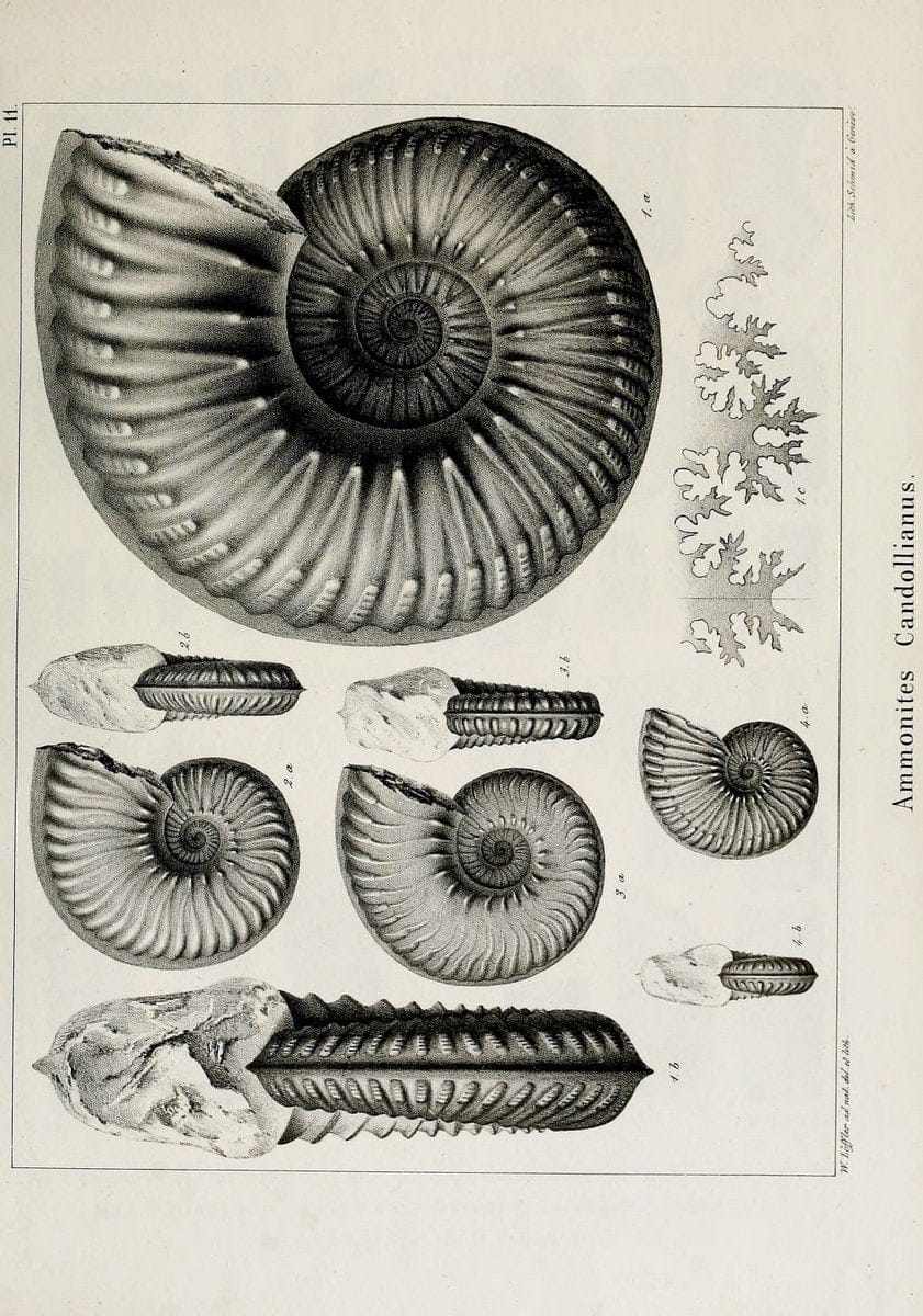 Dragable Image