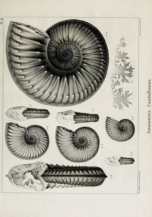 Description des mollusques fossiles qui se trouvent dans les grÃ¨s verts des environs de GenÃ¨ve /.GenÃ¨ve :impr. de Jules-Guillaume Fick,1847-1853.. |  | Vintage Print Reproduction 468013