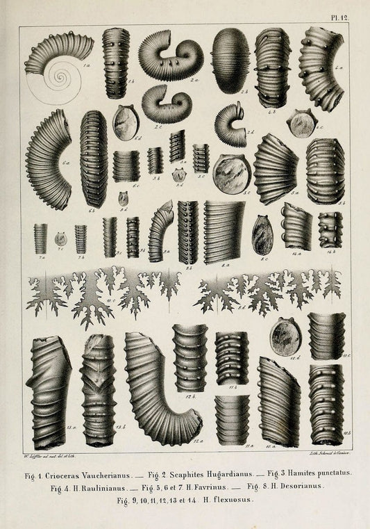 Description des mollusques fossiles qui se trouvent dans les grÃ¨s verts des environs de GenÃ¨ve /.GenÃ¨ve :impr. de Jules-Guillaume Fick,1847-1853.. |  | Vintage Print Reproduction 468014