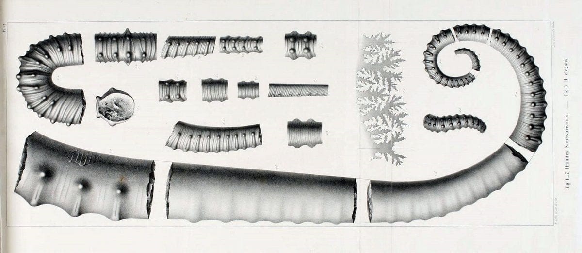 Description des mollusques fossiles qui se trouvent dans les grÃ¨s verts des environs de GenÃ¨ve /.GenÃ¨ve :impr. de Jules-Guillaume Fick,1847-1853.. |  | Vintage Print Reproduction 468015