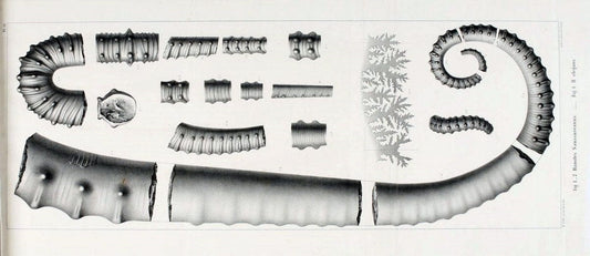 Description des mollusques fossiles qui se trouvent dans les grÃ¨s verts des environs de GenÃ¨ve /.GenÃ¨ve :impr. de Jules-Guillaume Fick,1847-1853.. |  | Vintage Print Reproduction 468015