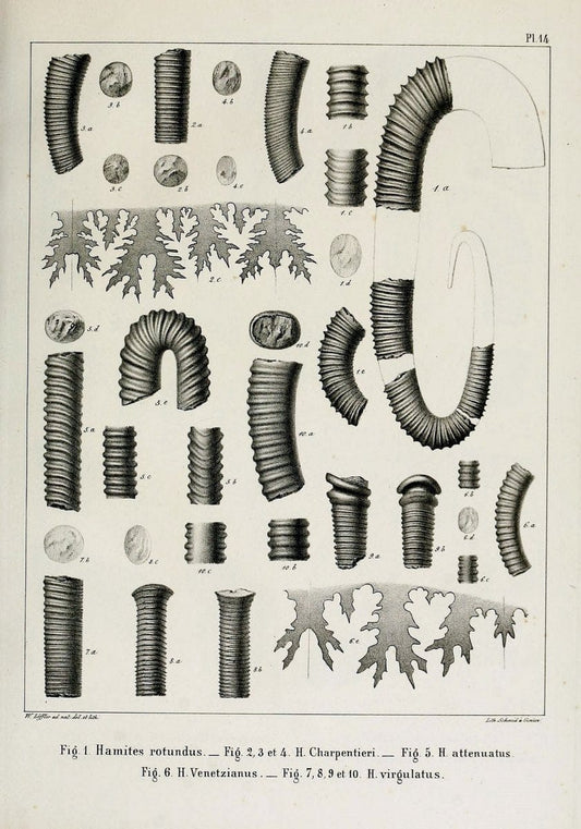 Description des mollusques fossiles qui se trouvent dans les grÃ¨s verts des environs de GenÃ¨ve /.GenÃ¨ve :impr. de Jules-Guillaume Fick,1847-1853.. |  | Vintage Print Reproduction 468016