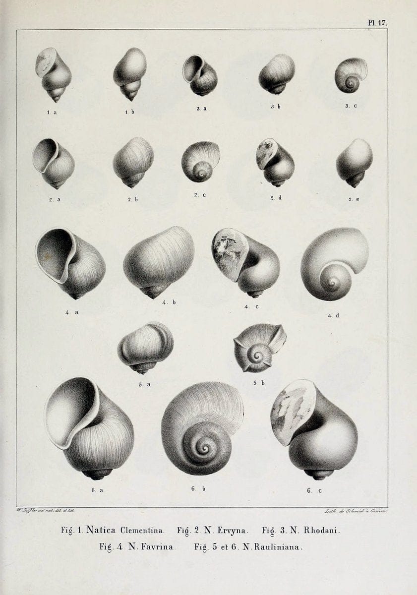 Description des mollusques fossiles qui se trouvent dans les grÃ¨s verts des environs de GenÃ¨ve /.GenÃ¨ve :impr. de Jules-Guillaume Fick,1847-1853.. |  | Vintage Print Reproduction 468018