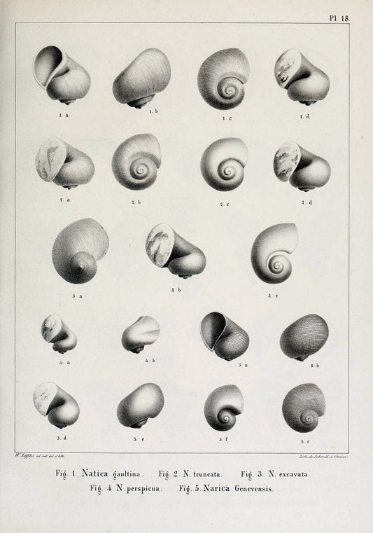 Description des mollusques fossiles qui se trouvent dans les grÃ¨s verts des environs de GenÃ¨ve /.GenÃ¨ve :impr. de Jules-Guillaume Fick,1847-1853.. |  | Vintage Print Reproduction 468019