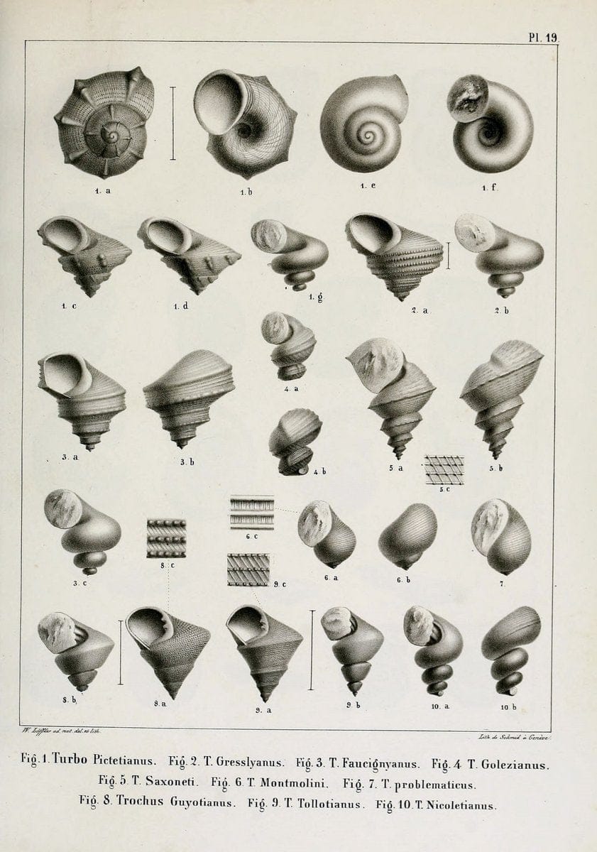 Description des mollusques fossiles qui se trouvent dans les grÃ¨s verts des environs de GenÃ¨ve /.GenÃ¨ve :impr. de Jules-Guillaume Fick,1847-1853.. |  | Vintage Print Reproduction 468020
