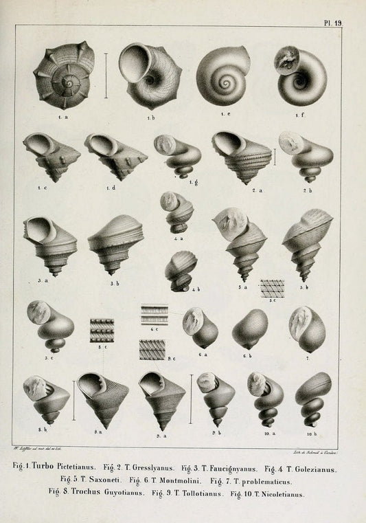 Description des mollusques fossiles qui se trouvent dans les grÃ¨s verts des environs de GenÃ¨ve /.GenÃ¨ve :impr. de Jules-Guillaume Fick,1847-1853.. |  | Vintage Print Reproduction 468020