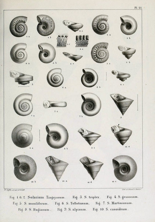 Description des mollusques fossiles qui se trouvent dans les grÃ¨s verts des environs de GenÃ¨ve /.GenÃ¨ve :impr. de Jules-Guillaume Fick,1847-1853.. |  | Vintage Print Reproduction 468022