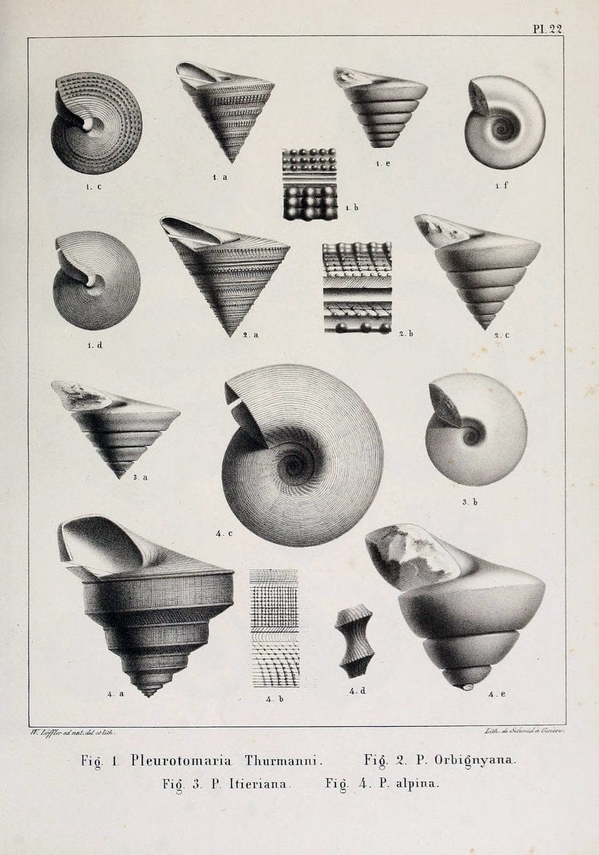 Description des mollusques fossiles qui se trouvent dans les grÃ¨s verts des environs de GenÃ¨ve /.GenÃ¨ve :impr. de Jules-Guillaume Fick,1847-1853.. |  | Vintage Print Reproduction 468023