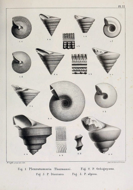 Description des mollusques fossiles qui se trouvent dans les grÃ¨s verts des environs de GenÃ¨ve /.GenÃ¨ve :impr. de Jules-Guillaume Fick,1847-1853.. |  | Vintage Print Reproduction 468023