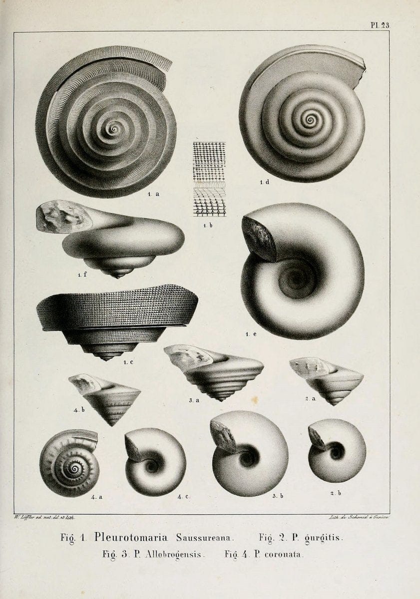 Description des mollusques fossiles qui se trouvent dans les grÃ¨s verts des environs de GenÃ¨ve /.GenÃ¨ve :impr. de Jules-Guillaume Fick,1847-1853.. |  | Vintage Print Reproduction 468024