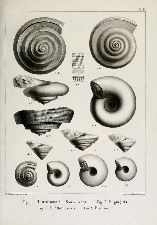Description des mollusques fossiles qui se trouvent dans les grÃ¨s verts des environs de GenÃ¨ve /.GenÃ¨ve :impr. de Jules-Guillaume Fick,1847-1853.. |  | Vintage Print Reproduction 468024