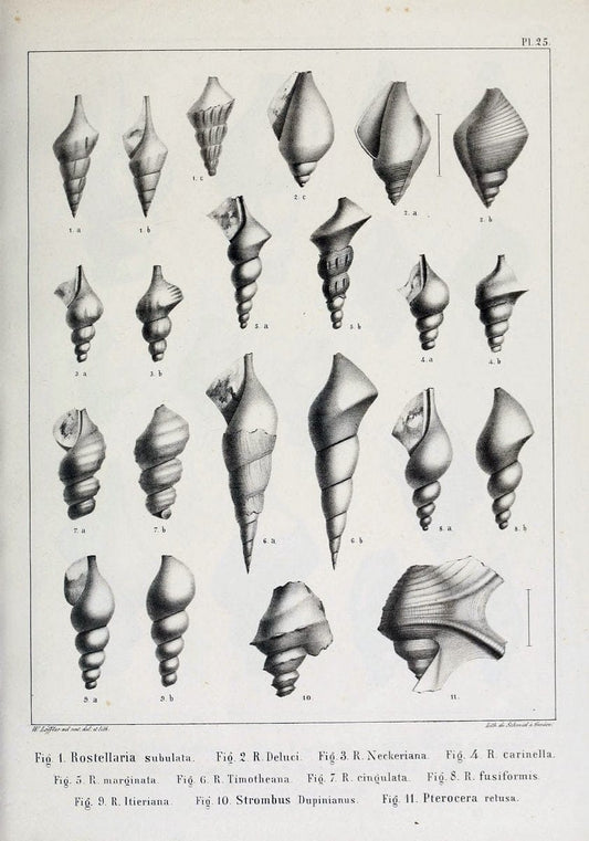 Description des mollusques fossiles qui se trouvent dans les grÃ¨s verts des environs de GenÃ¨ve /.GenÃ¨ve :impr. de Jules-Guillaume Fick,1847-1853.. |  | Vintage Print Reproduction 468026