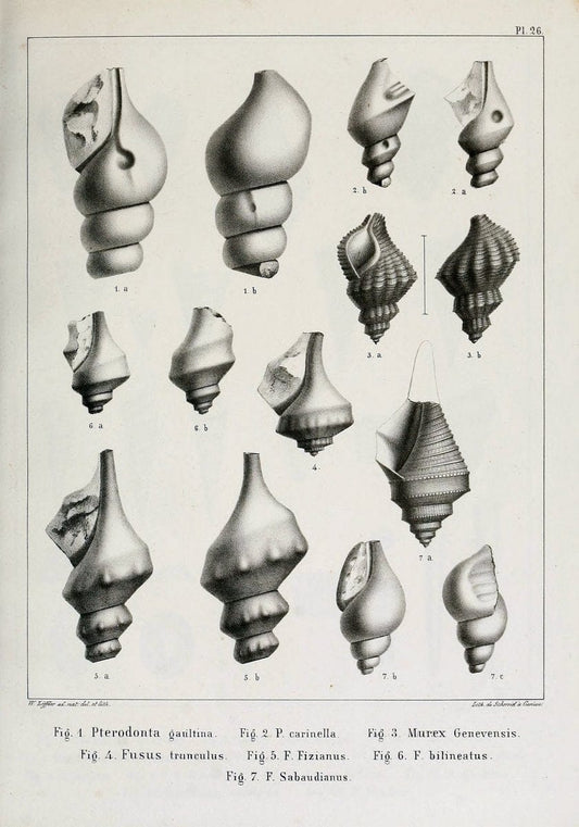 Description des mollusques fossiles qui se trouvent dans les grÃ¨s verts des environs de GenÃ¨ve /.GenÃ¨ve :impr. de Jules-Guillaume Fick,1847-1853.. |  | Vintage Print Reproduction 468027