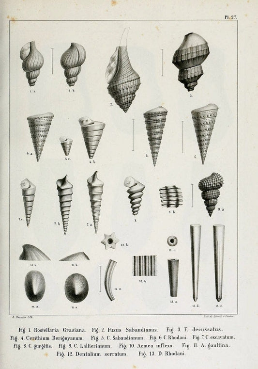 Description des mollusques fossiles qui se trouvent dans les grÃ¨s verts des environs de GenÃ¨ve /.GenÃ¨ve :impr. de Jules-Guillaume Fick,1847-1853.. |  | Vintage Print Reproduction 468028