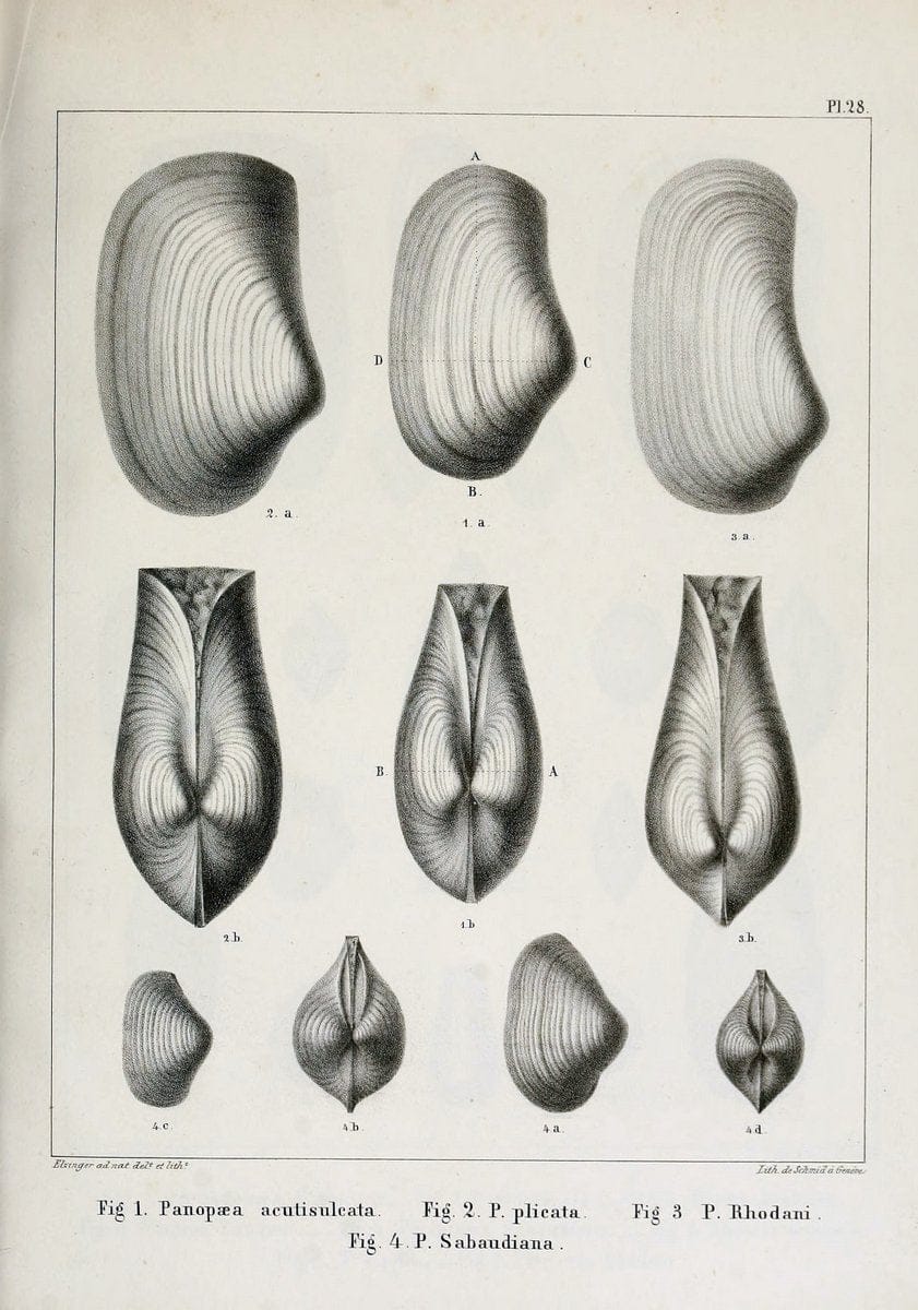Dragable Image