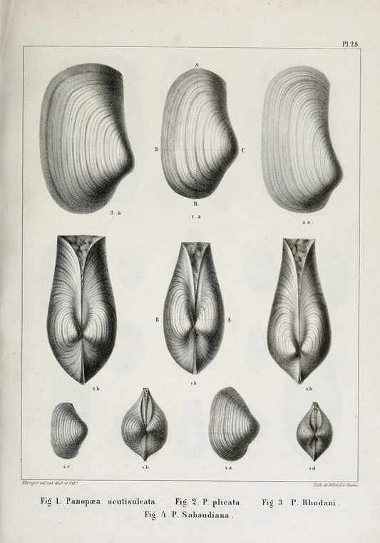 Description des mollusques fossiles qui se trouvent dans les grÃ¨s verts des environs de GenÃ¨ve /.GenÃ¨ve :impr. de Jules-Guillaume Fick,1847-1853.. |  | Vintage Print Reproduction 468029