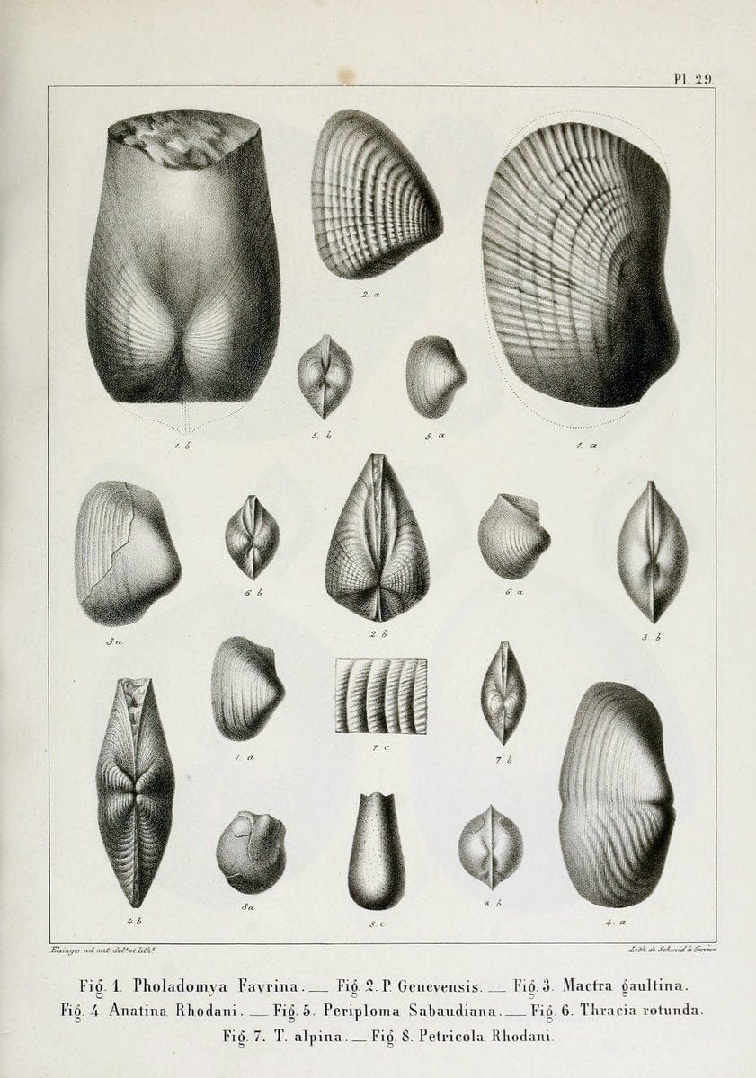 Description des mollusques fossiles qui se trouvent dans les grÃ¨s verts des environs de GenÃ¨ve /.GenÃ¨ve :impr. de Jules-Guillaume Fick,1847-1853.. |  | Vintage Print Reproduction 468030