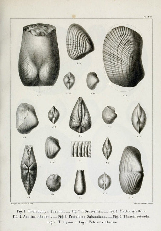Description des mollusques fossiles qui se trouvent dans les grÃ¨s verts des environs de GenÃ¨ve /.GenÃ¨ve :impr. de Jules-Guillaume Fick,1847-1853.. |  | Vintage Print Reproduction 468030