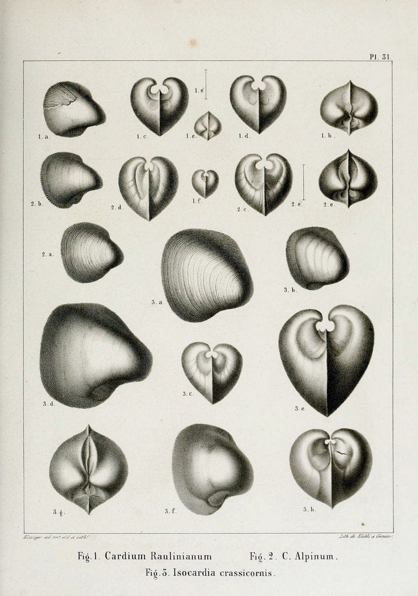 Description des mollusques fossiles qui se trouvent dans les grÃ¨s verts des environs de GenÃ¨ve /.GenÃ¨ve :impr. de Jules-Guillaume Fick,1847-1853.. |  | Vintage Print Reproduction 468031