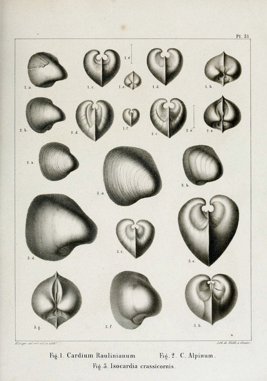 Description des mollusques fossiles qui se trouvent dans les grÃ¨s verts des environs de GenÃ¨ve /.GenÃ¨ve :impr. de Jules-Guillaume Fick,1847-1853.. |  | Vintage Print Reproduction 468031