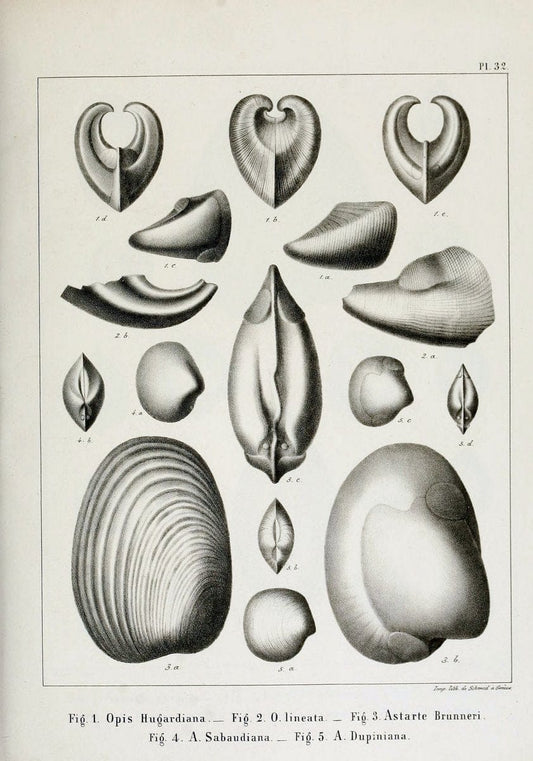 Description des mollusques fossiles qui se trouvent dans les grÃ¨s verts des environs de GenÃ¨ve /.GenÃ¨ve :impr. de Jules-Guillaume Fick,1847-1853.. |  | Vintage Print Reproduction 468032
