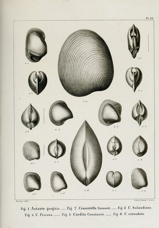 Description des mollusques fossiles qui se trouvent dans les grÃ¨s verts des environs de GenÃ¨ve /.GenÃ¨ve :impr. de Jules-Guillaume Fick,1847-1853.. |  | Vintage Print Reproduction 468033
