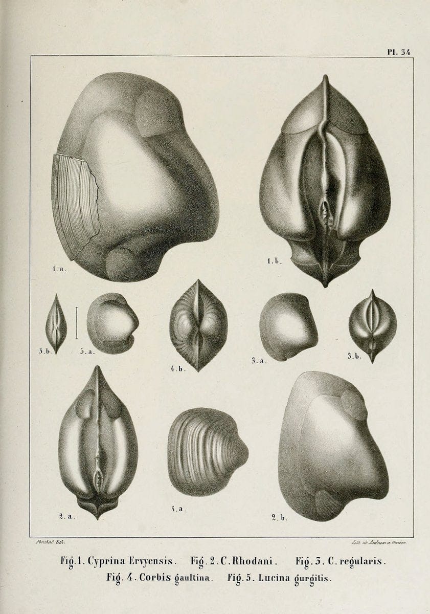 Description des mollusques fossiles qui se trouvent dans les grÃ¨s verts des environs de GenÃ¨ve /.GenÃ¨ve :impr. de Jules-Guillaume Fick,1847-1853.. |  | Vintage Print Reproduction 468034