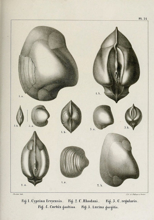 Description des mollusques fossiles qui se trouvent dans les grÃ¨s verts des environs de GenÃ¨ve /.GenÃ¨ve :impr. de Jules-Guillaume Fick,1847-1853.. |  | Vintage Print Reproduction 468034