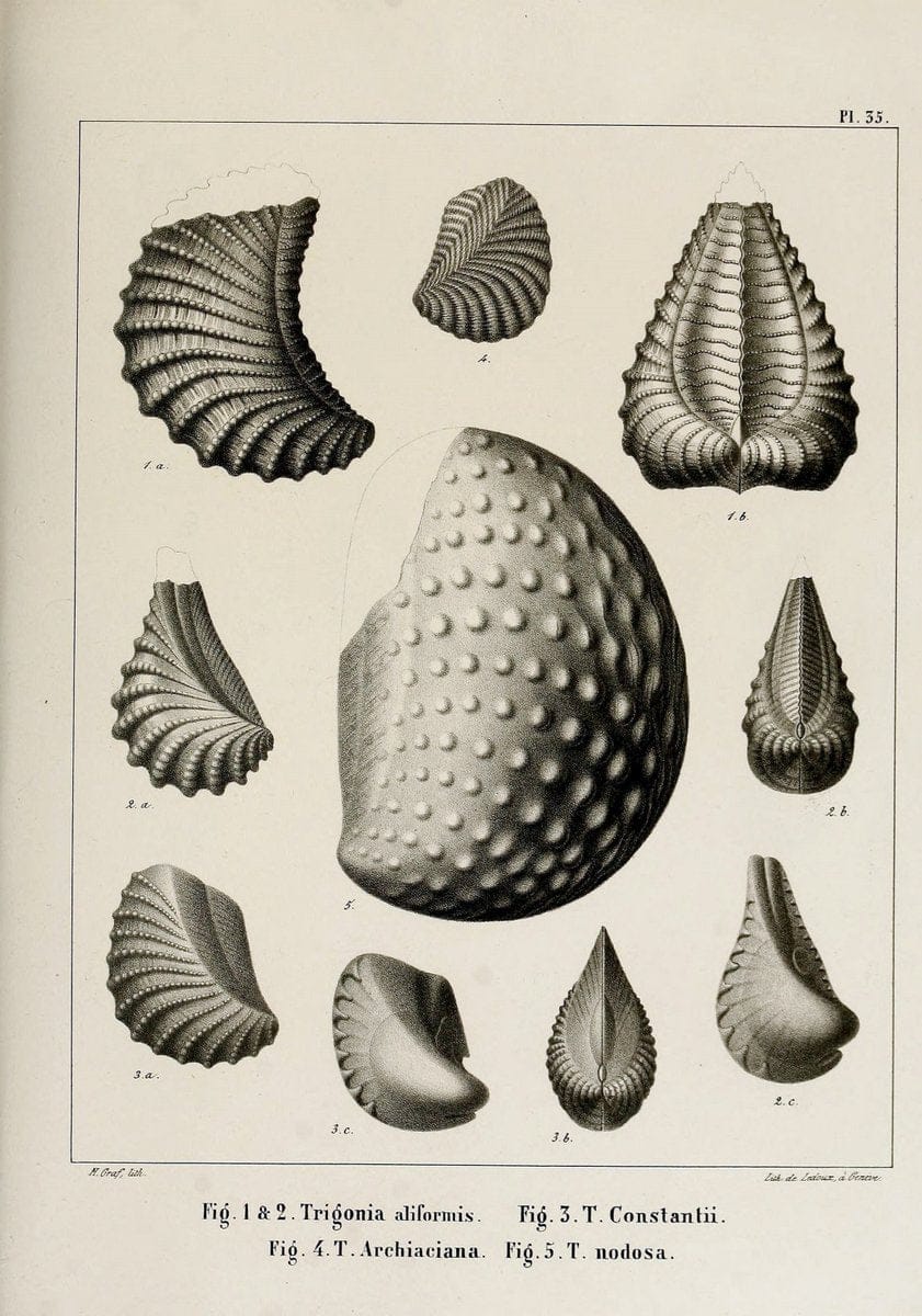 Description des mollusques fossiles qui se trouvent dans les grÃ¨s verts des environs de GenÃ¨ve /.GenÃ¨ve :impr. de Jules-Guillaume Fick,1847-1853.. |  | Vintage Print Reproduction 468035