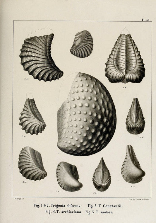 Description des mollusques fossiles qui se trouvent dans les grÃ¨s verts des environs de GenÃ¨ve /.GenÃ¨ve :impr. de Jules-Guillaume Fick,1847-1853.. |  | Vintage Print Reproduction 468035