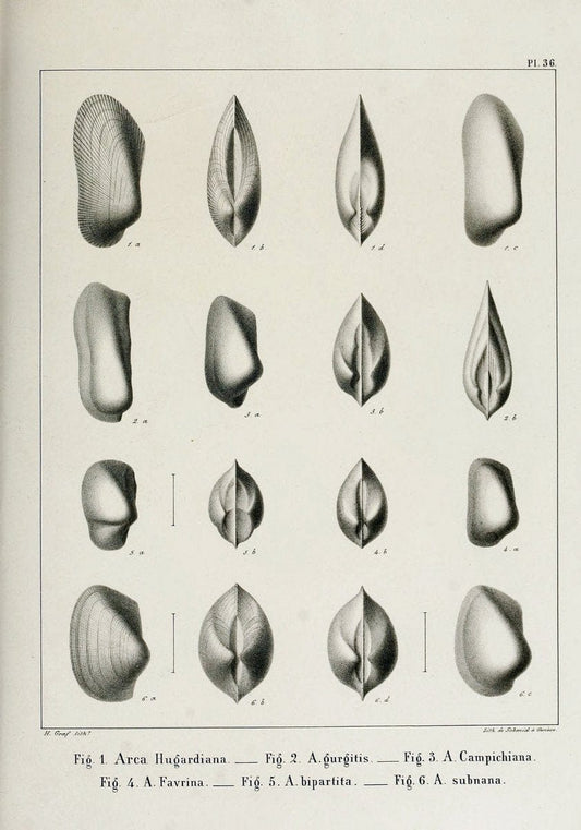 Description des mollusques fossiles qui se trouvent dans les grÃ¨s verts des environs de GenÃ¨ve /.GenÃ¨ve :impr. de Jules-Guillaume Fick,1847-1853.. |  | Vintage Print Reproduction 468036