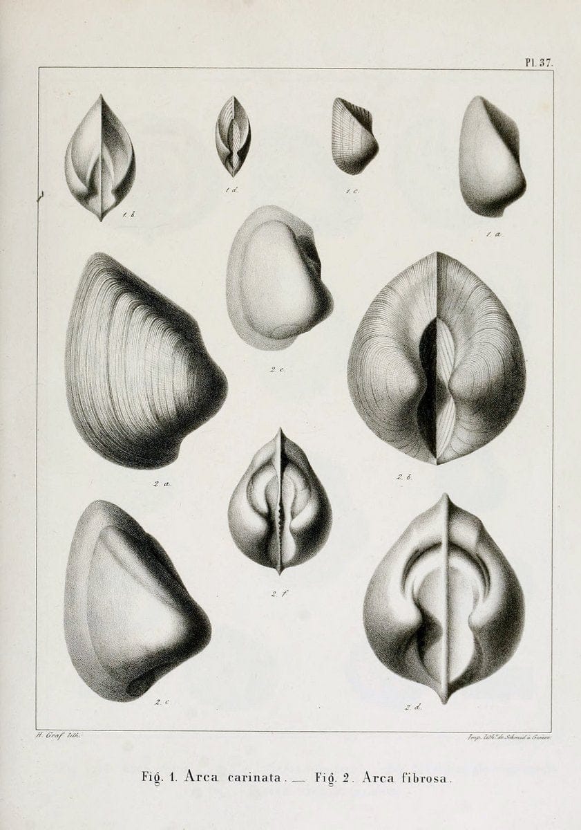 Description des mollusques fossiles qui se trouvent dans les grÃ¨s verts des environs de GenÃ¨ve /.GenÃ¨ve :impr. de Jules-Guillaume Fick,1847-1853.. |  | Vintage Print Reproduction 468037