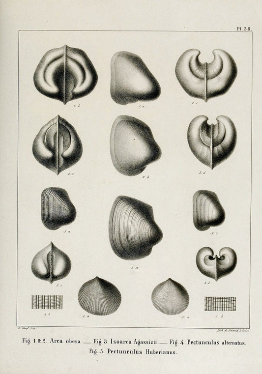 Description des mollusques fossiles qui se trouvent dans les grÃ¨s verts des environs de GenÃ¨ve /.GenÃ¨ve :impr. de Jules-Guillaume Fick,1847-1853.. |  | Vintage Print Reproduction 468038