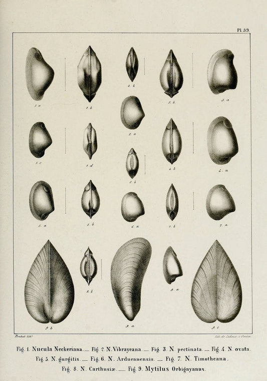 Description des mollusques fossiles qui se trouvent dans les grÃ¨s verts des environs de GenÃ¨ve /.GenÃ¨ve :impr. de Jules-Guillaume Fick,1847-1853.. |  | Vintage Print Reproduction 468039