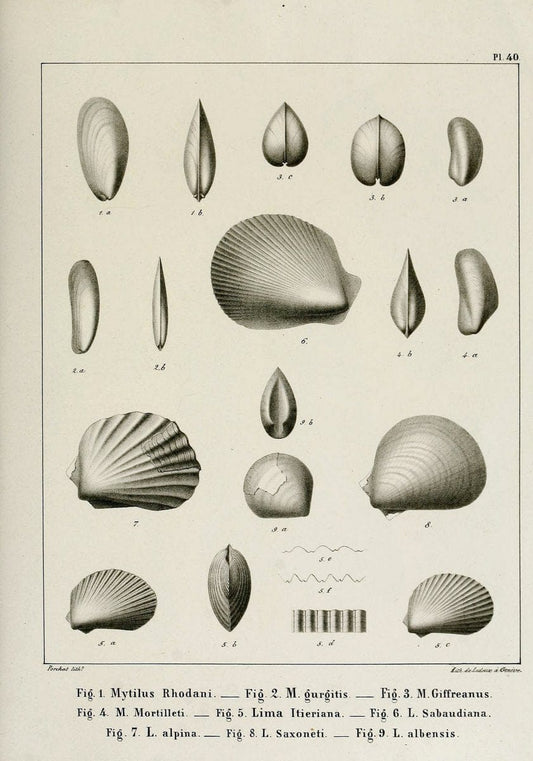 Description des mollusques fossiles qui se trouvent dans les grÃ¨s verts des environs de GenÃ¨ve /.GenÃ¨ve :impr. de Jules-Guillaume Fick,1847-1853.. |  | Vintage Print Reproduction 468040
