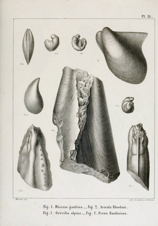 Description des mollusques fossiles qui se trouvent dans les grÃ¨s verts des environs de GenÃ¨ve /.GenÃ¨ve :impr. de Jules-Guillaume Fick,1847-1853.. |  | Vintage Print Reproduction 468041