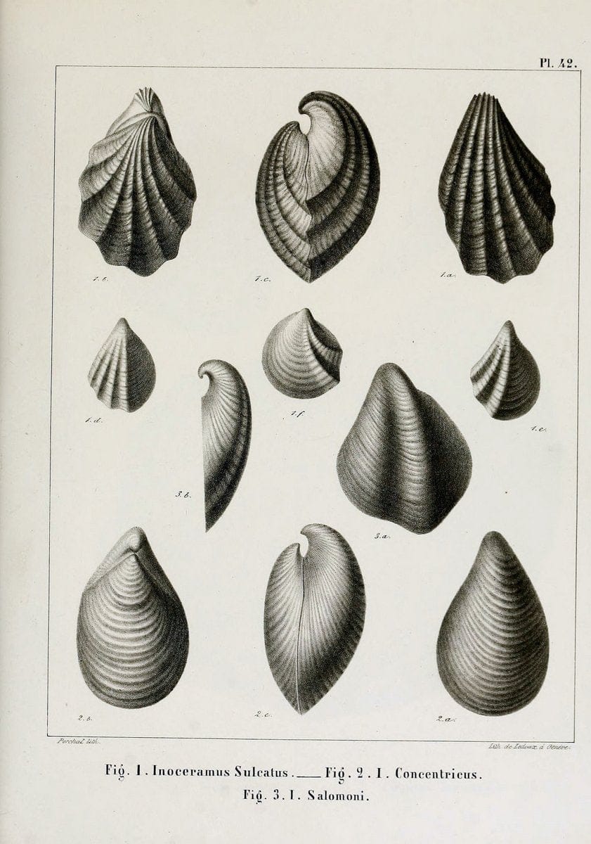 Description des mollusques fossiles qui se trouvent dans les grÃ¨s verts des environs de GenÃ¨ve /.GenÃ¨ve :impr. de Jules-Guillaume Fick,1847-1853.. |  | Vintage Print Reproduction 468042
