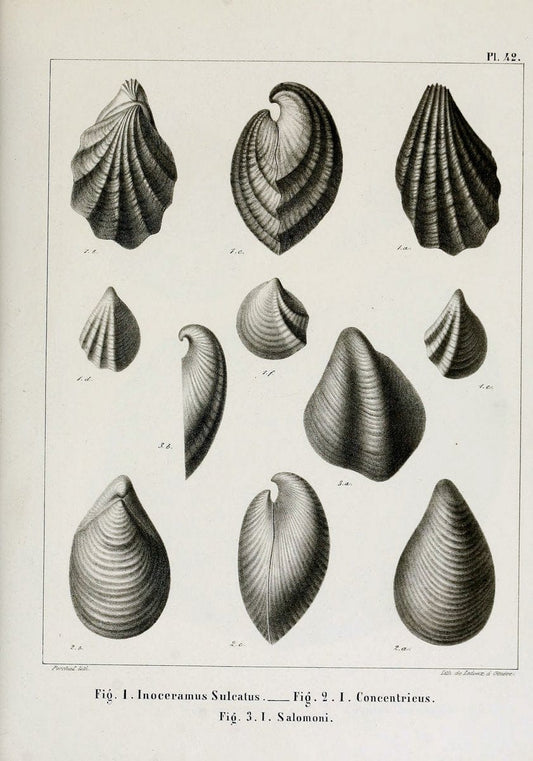 Description des mollusques fossiles qui se trouvent dans les grÃ¨s verts des environs de GenÃ¨ve /.GenÃ¨ve :impr. de Jules-Guillaume Fick,1847-1853.. |  | Vintage Print Reproduction 468042
