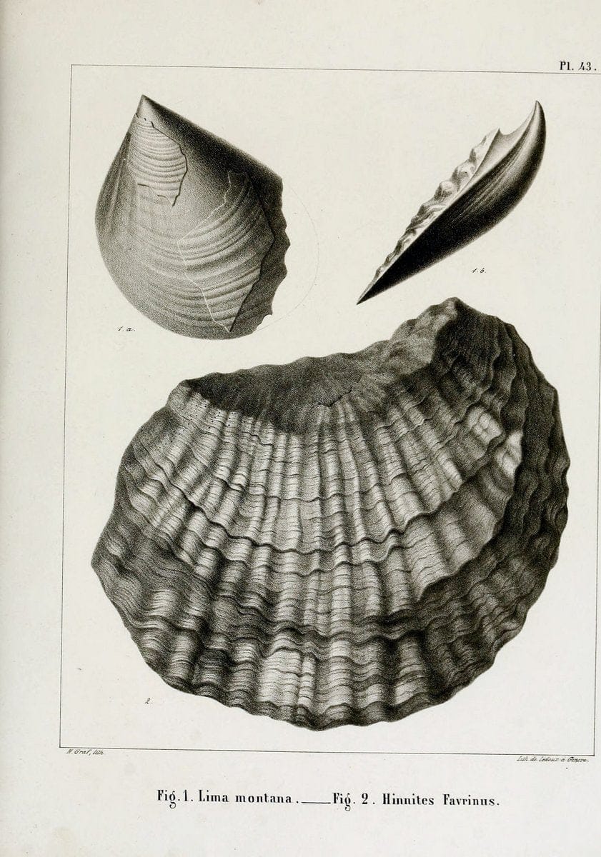 Description des mollusques fossiles qui se trouvent dans les grÃ¨s verts des environs de GenÃ¨ve /.GenÃ¨ve :impr. de Jules-Guillaume Fick,1847-1853.. |  | Vintage Print Reproduction 468043