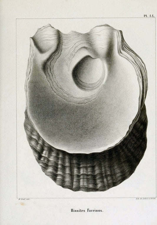 Description des mollusques fossiles qui se trouvent dans les grÃ¨s verts des environs de GenÃ¨ve /.GenÃ¨ve :impr. de Jules-Guillaume Fick,1847-1853.. |  | Vintage Print Reproduction 468044