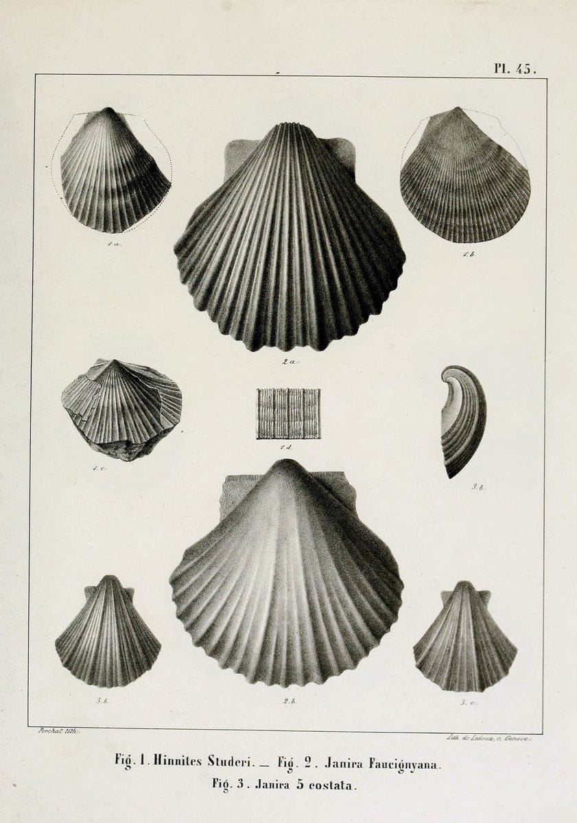 Description des mollusques fossiles qui se trouvent dans les grÃ¨s verts des environs de GenÃ¨ve /.GenÃ¨ve :impr. de Jules-Guillaume Fick,1847-1853.. |  | Vintage Print Reproduction 468045
