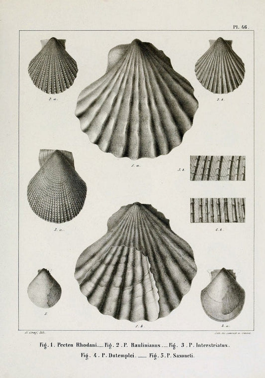 Description des mollusques fossiles qui se trouvent dans les grÃ¨s verts des environs de GenÃ¨ve /.GenÃ¨ve :impr. de Jules-Guillaume Fick,1847-1853.. |  | Vintage Print Reproduction 468046