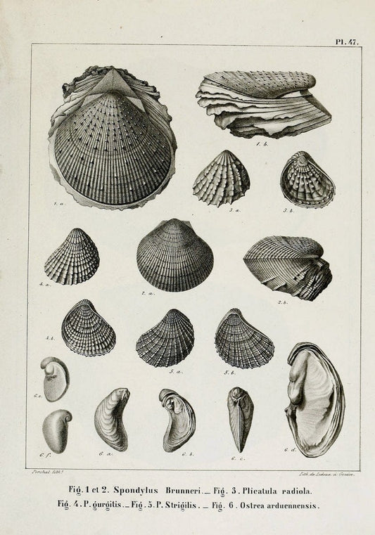 Description des mollusques fossiles qui se trouvent dans les grÃ¨s verts des environs de GenÃ¨ve /.GenÃ¨ve :impr. de Jules-Guillaume Fick,1847-1853.. |  | Vintage Print Reproduction 468047
