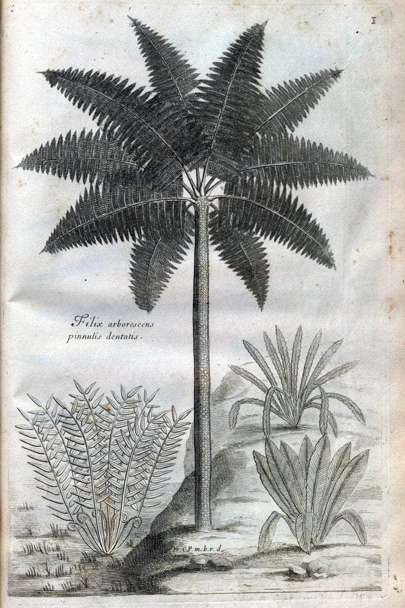Description des plantes de l'Amerique :.A Paris, :De l'Imprimerie Royale,M.DC.CXIII [i.e | Botany "Pictorial works" "Pre-Linnean works" "West Indies"  | Vintage Print Reproduction 468048