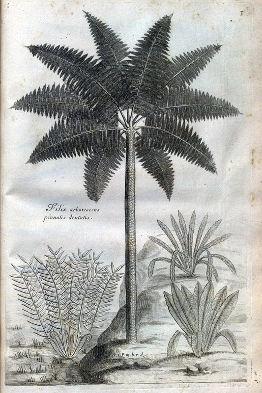 Description des plantes de l'Amerique :.A Paris, :De l'Imprimerie Royale,M.DC.CXIII [i.e | Botany "Pictorial works" "Pre-Linnean works" "West Indies"  | Vintage Print Reproduction 468048