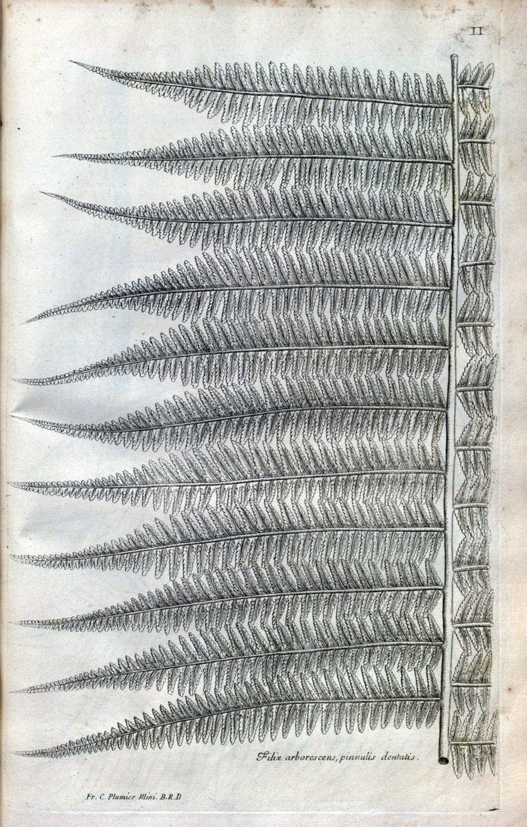 Description des plantes de l'Amerique :.A Paris, :De l'Imprimerie Royale,M.DC.CXIII [i.e | Botany "Pictorial works" "Pre-Linnean works" "West Indies"  | Vintage Print Reproduction 468049