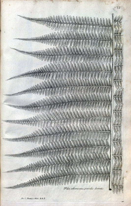 Description des plantes de l'Amerique :.A Paris, :De l'Imprimerie Royale,M.DC.CXIII [i.e | Botany "Pictorial works" "Pre-Linnean works" "West Indies"  | Vintage Print Reproduction 468049