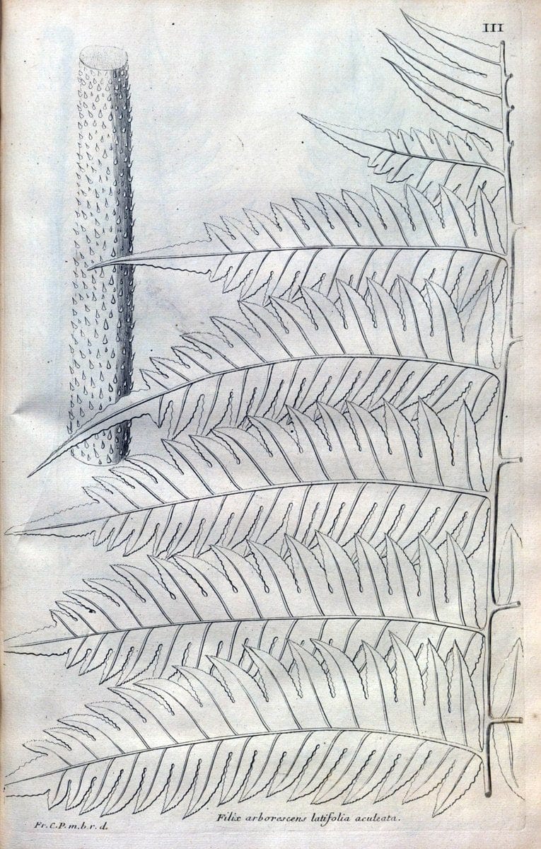 Description des plantes de l'Amerique :.A Paris, :De l'Imprimerie Royale,M.DC.CXIII [i.e | Botany "Pictorial works" "Pre-Linnean works" "West Indies"  | Vintage Print Reproduction 468050