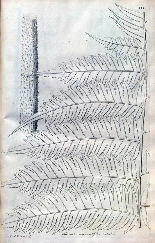 Description des plantes de l'Amerique :.A Paris, :De l'Imprimerie Royale,M.DC.CXIII [i.e | Botany "Pictorial works" "Pre-Linnean works" "West Indies"  | Vintage Print Reproduction 468050
