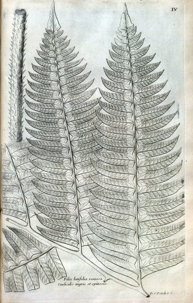 Description des plantes de l'Amerique :.A Paris, :De l'Imprimerie Royale,M.DC.CXIII [i.e | Botany "Pictorial works" "Pre-Linnean works" "West Indies"  | Vintage Print Reproduction 468051